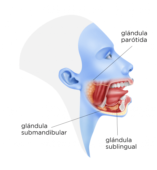 Cirugía para patologías en las glándulas salivales